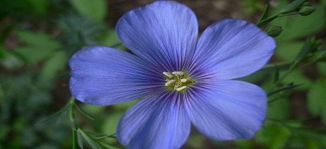 Qui étaient les pionniers de la phytothérapie
Découvrez l'histoire à travers le monde et les âges des herboristes célèbres qui ont fait progresser notre connaissance de l'usage des plantes